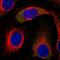 Insulin receptor substrate 2 antibody, HPA054664, Atlas Antibodies, Immunofluorescence image 