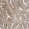 OFD1 antibody, NBP1-89355, Novus Biologicals, Immunohistochemistry paraffin image 