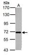 Nucleoporin 62 antibody, PA5-78450, Invitrogen Antibodies, Western Blot image 