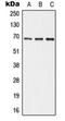 Alkaline Phosphatase, Intestinal antibody, orb213552, Biorbyt, Western Blot image 