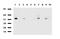 DEAD-Box Helicase 56 antibody, LS-C796878, Lifespan Biosciences, Western Blot image 