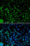 Interferon Regulatory Factor 2 antibody, 18-709, ProSci, Immunohistochemistry frozen image 