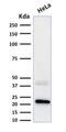 Ferritin light chain 1 antibody, AE00175, Aeonian Biotech, Western Blot image 