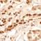 Dispatched RND Transporter Family Member 3 antibody, LS-C144469, Lifespan Biosciences, Immunohistochemistry frozen image 