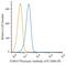 S100 Calcium Binding Protein A7 antibody, NBP2-24911PE, Novus Biologicals, Flow Cytometry image 