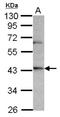 Opsin 3 antibody, NBP2-19629, Novus Biologicals, Western Blot image 