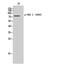 G Protein-Coupled Receptor Kinase 2 antibody, PA5-67507, Invitrogen Antibodies, Western Blot image 