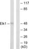 ETS Transcription Factor ELK1 antibody, abx013420, Abbexa, Western Blot image 