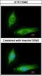 Secretagogin, EF-Hand Calcium Binding Protein antibody, GTX115442, GeneTex, Immunofluorescence image 