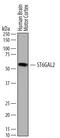 ST6 Beta-Galactoside Alpha-2,6-Sialyltransferase 2 antibody, AF7747, R&D Systems, Western Blot image 