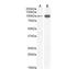 Glutamate [NMDA] receptor subunit zeta-1 antibody, NB100-41105, Novus Biologicals, Western Blot image 