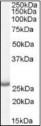 Aph-1 Homolog A, Gamma-Secretase Subunit antibody, orb89619, Biorbyt, Western Blot image 