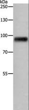 Amyloid Beta Precursor Like Protein 1 antibody, LS-C403727, Lifespan Biosciences, Western Blot image 