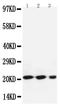 BAX antibody, PA1013, Boster Biological Technology, Western Blot image 