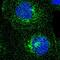 Colony Stimulating Factor 1 Receptor antibody, HPA012323, Atlas Antibodies, Immunofluorescence image 