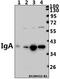 Immunoglobulin Heavy Constant Alpha 1 antibody, A07514Y276, Boster Biological Technology, Western Blot image 