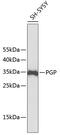 Phosphoglycolate Phosphatase antibody, 13-366, ProSci, Western Blot image 