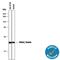 Diablo homolog, mitochondrial antibody, AF789, R&D Systems, Western Blot image 