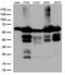 Interferon Regulatory Factor 3 antibody, LS-C794836, Lifespan Biosciences, Western Blot image 