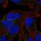 Protocadherin Beta 11 antibody, HPA045042, Atlas Antibodies, Immunocytochemistry image 