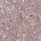 Docking Protein 6 antibody, HPA041099, Atlas Antibodies, Immunohistochemistry frozen image 