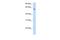 Solute Carrier Family 1 Member 4 antibody, PA5-69260, Invitrogen Antibodies, Western Blot image 