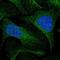 KIAA0513 antibody, NBP1-86075, Novus Biologicals, Immunofluorescence image 
