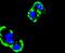 Fibronectin 1 antibody, A00564-2, Boster Biological Technology, Immunocytochemistry image 