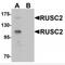 RUN And SH3 Domain Containing 2 antibody, MBS150545, MyBioSource, Western Blot image 