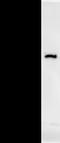 DExH-Box Helicase 29 antibody, LS-C342463, Lifespan Biosciences, Immunoprecipitation image 