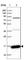 Thioredoxin reductase antibody, HPA037916, Atlas Antibodies, Western Blot image 