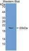 Eukaryotic Translation Initiation Factor 2 Alpha Kinase 3 antibody, LS-C373321, Lifespan Biosciences, Western Blot image 