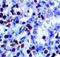 HSV antibody, LS-C348483, Lifespan Biosciences, Immunohistochemistry frozen image 