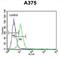 Citrate Synthase antibody, abx032658, Abbexa, Western Blot image 
