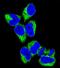 Guanine nucleotide-binding protein G(s) subunit alpha isoforms short antibody, PA5-71778, Invitrogen Antibodies, Immunofluorescence image 