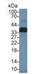 Annexin A4 antibody, LS-C292857, Lifespan Biosciences, Western Blot image 