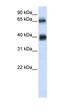 Zinc Finger Containing Ubiquitin Peptidase 1 antibody, orb324412, Biorbyt, Western Blot image 