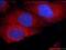 Integral Membrane Protein 2C antibody, 60095-1-Ig, Proteintech Group, Immunofluorescence image 