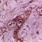 Collagen Type II Alpha 1 Chain antibody, LS-C354627, Lifespan Biosciences, Immunohistochemistry frozen image 