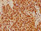 Stimulated By Retinoic Acid 8 antibody, orb517992, Biorbyt, Immunohistochemistry paraffin image 