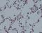 Histone Cluster 4 H4 antibody, P14495-1, Boster Biological Technology, Immunohistochemistry frozen image 