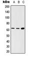 SH2B Adaptor Protein 3 antibody, orb215545, Biorbyt, Western Blot image 