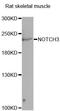 Notch Receptor 3 antibody, MBS126065, MyBioSource, Western Blot image 