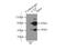 Cystathionine Gamma-Lyase antibody, 12217-1-AP, Proteintech Group, Immunoprecipitation image 