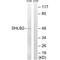 SH3 Domain Containing GRB2 Like, Endophilin B2 antibody, PA5-50136, Invitrogen Antibodies, Western Blot image 