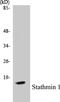 Stathmin 1 antibody, EKC1547, Boster Biological Technology, Western Blot image 