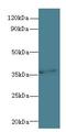 Phosphoribosyl Pyrophosphate Synthetase Associated Protein 1 antibody, LS-C377368, Lifespan Biosciences, Western Blot image 