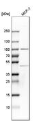 Cold Shock Domain Containing E1 antibody, HPA018846, Atlas Antibodies, Western Blot image 