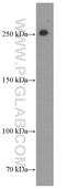 Chromodomain Helicase DNA Binding Protein 4 antibody, 66222-1-Ig, Proteintech Group, Western Blot image 