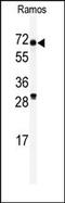 RIO Kinase 2 antibody, AP13532PU-N, Origene, Western Blot image 